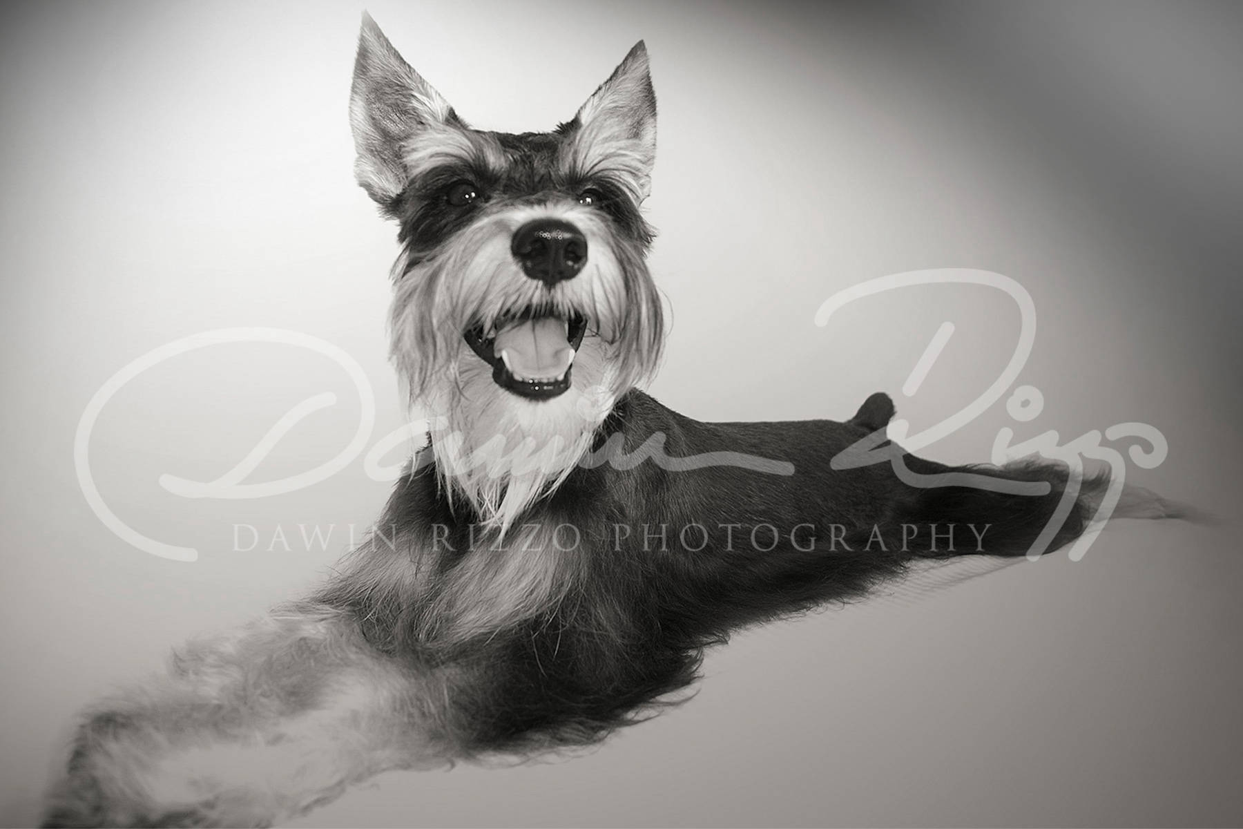 dawinrizzo